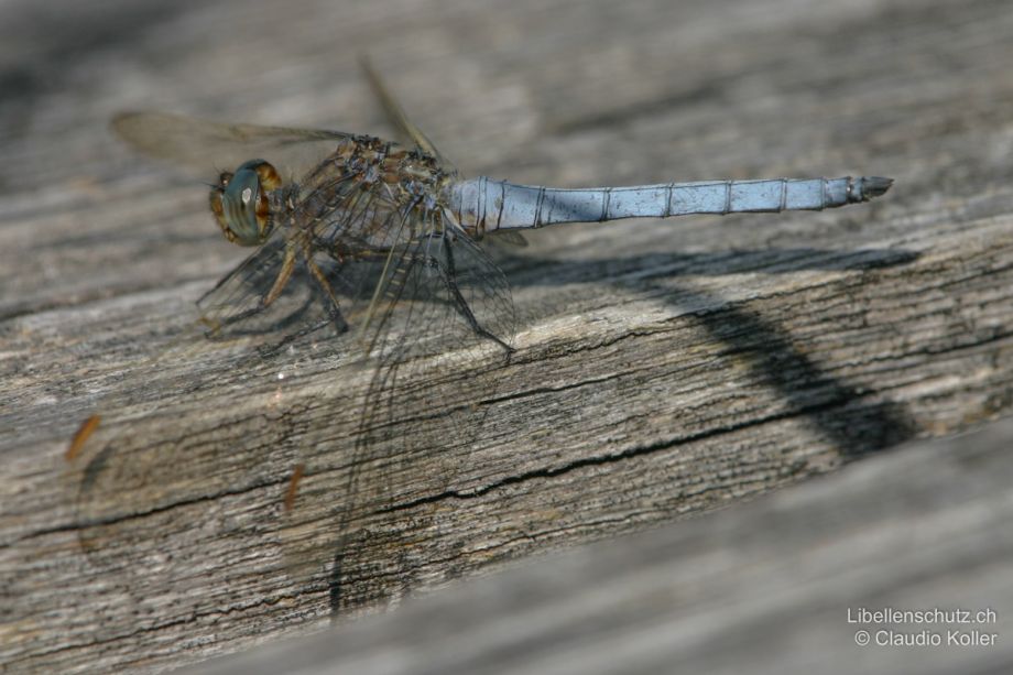 Orthetrum coerulescens
