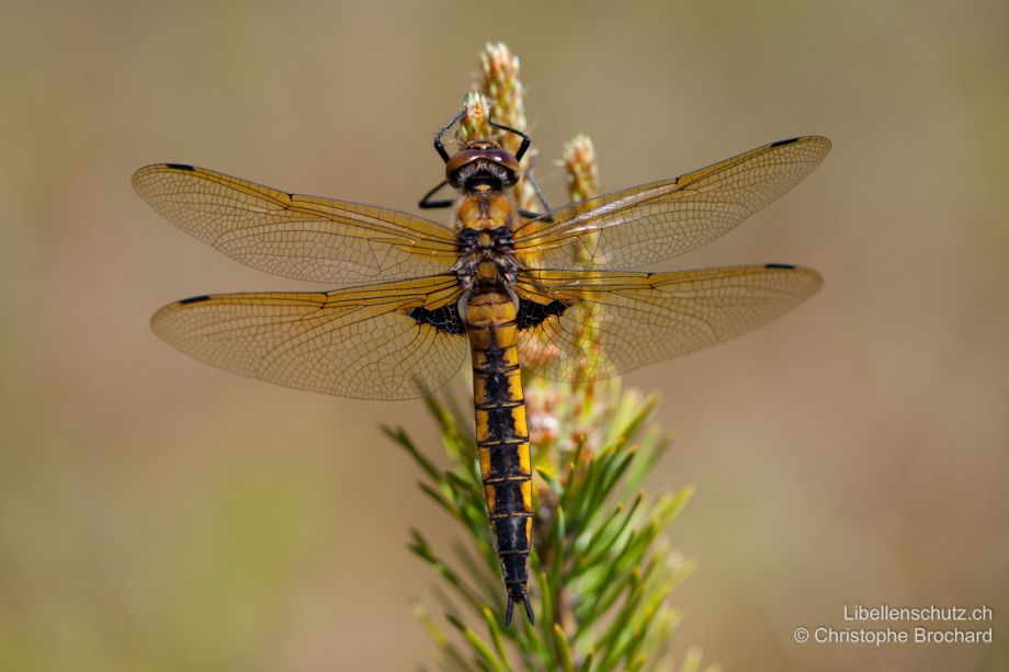 Epitheca bimaculata