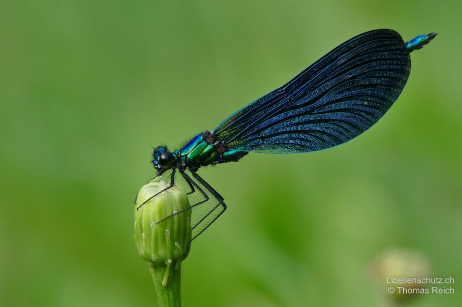 Calopteryx virgo meridionalis
