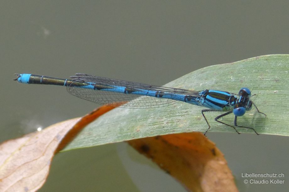 Erythromma lindenii
