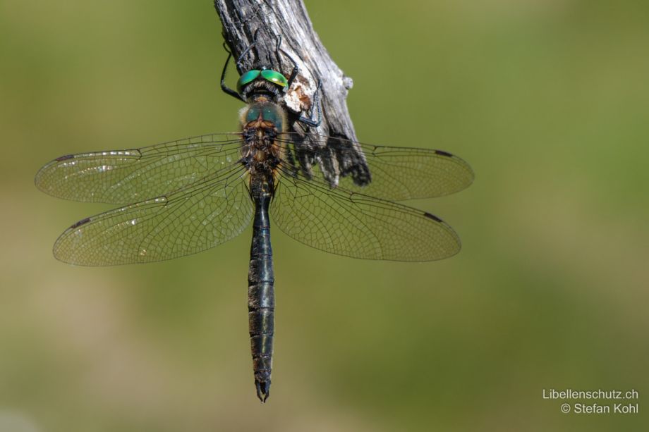 Somatochlora alpestris