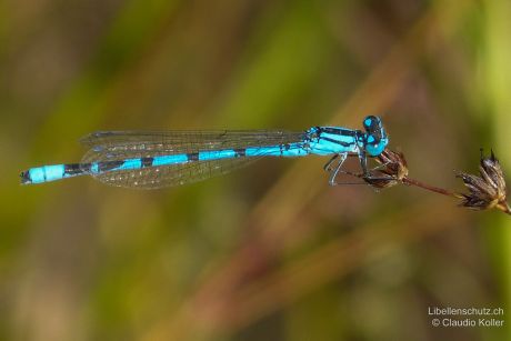 Enallagma cyathigerum