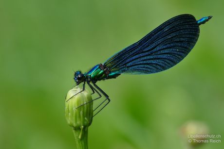 Calopteryx virgo meridionalis