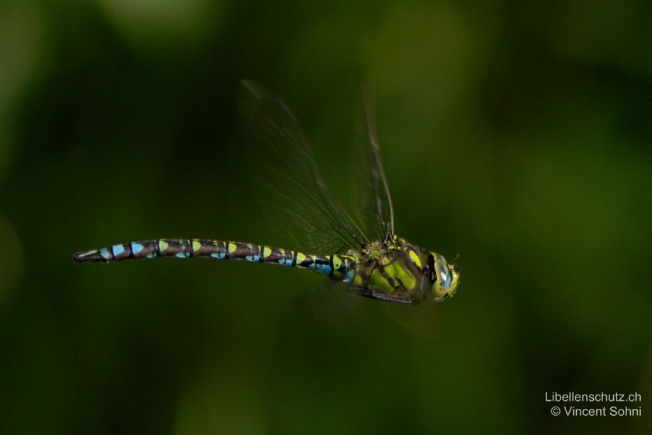 Aeshna cyanea