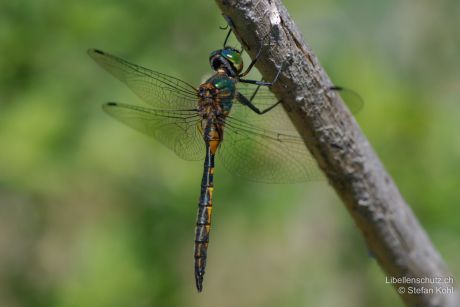 Somatochlora flavomaculata