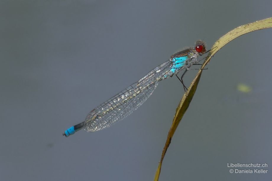 Erythromma najas