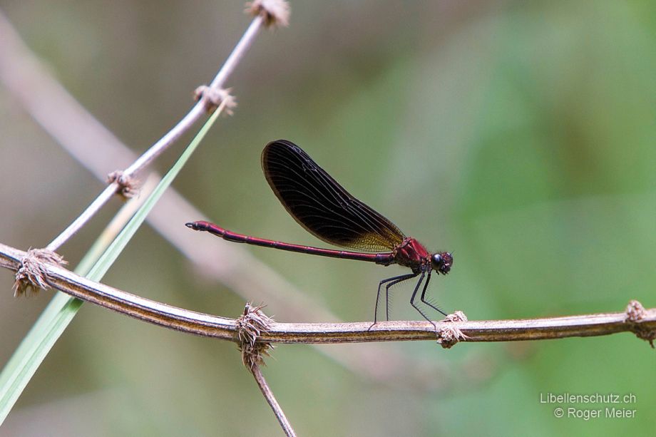 Calopteryx haemorrhoidalis