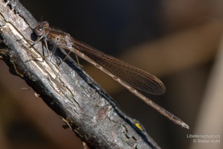 Sympecma paedisca