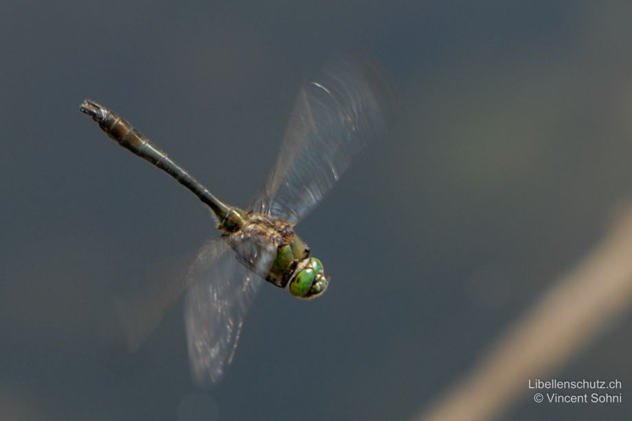 Cordulia aenea