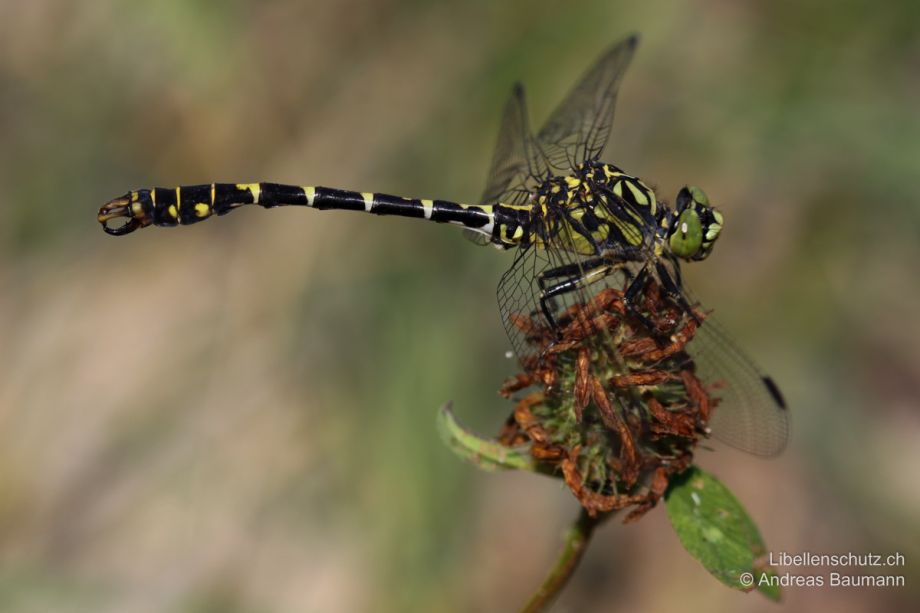 Onychogomphus forcipatus forcipatus
