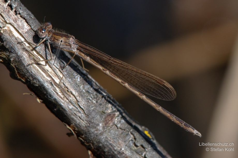 Sympecma paedisca