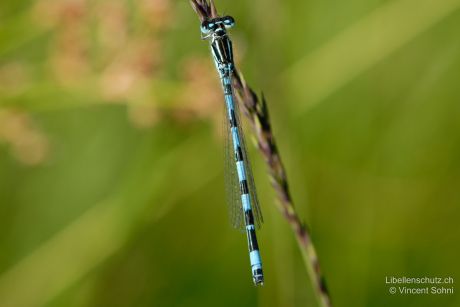 Coenagrion mercuriale