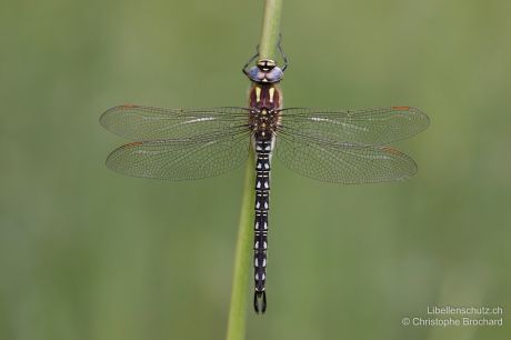 Brachytron pratense