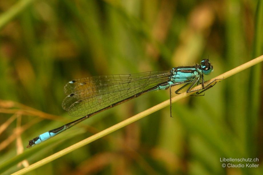 Ischnura elegans