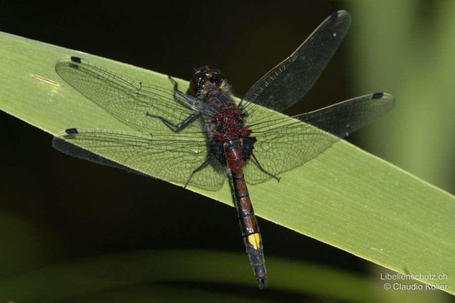 Leucorrhinia pectoralis