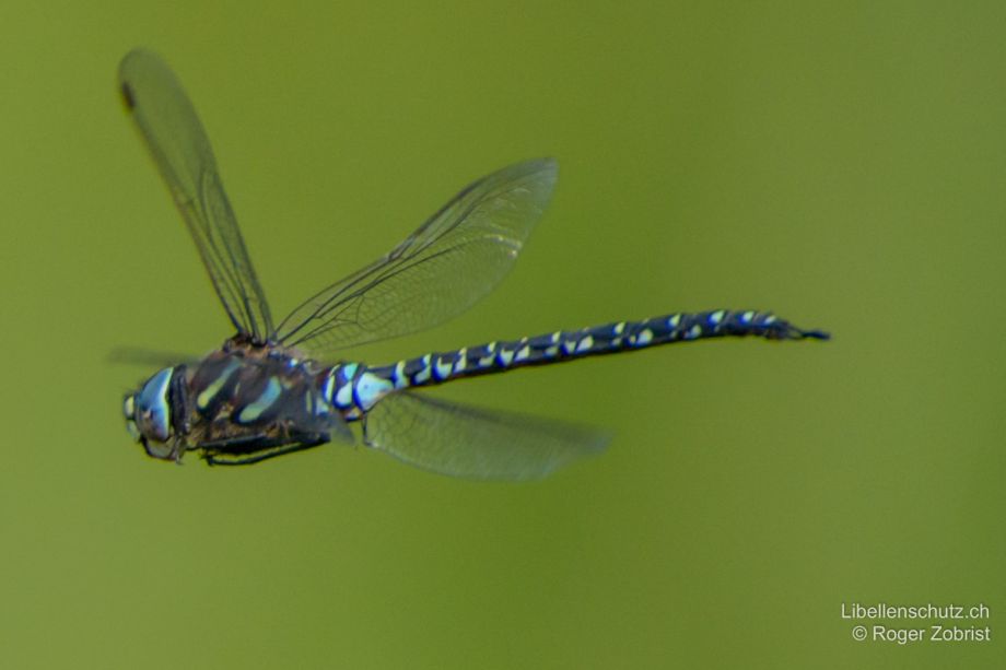 Aeshna subarctica