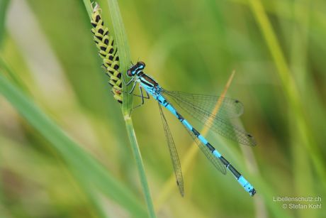 Coenagrion hastulatum