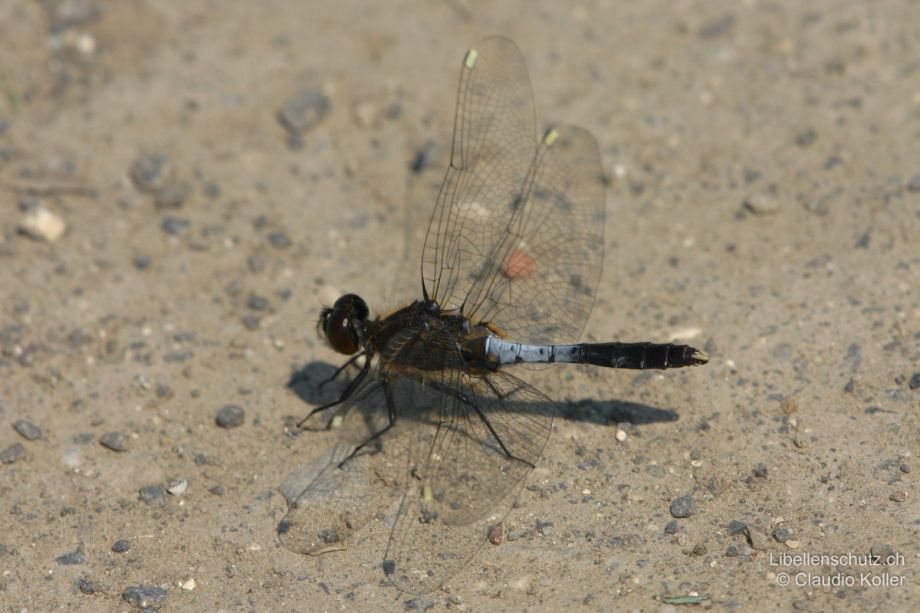Leucorrhinia caudalis