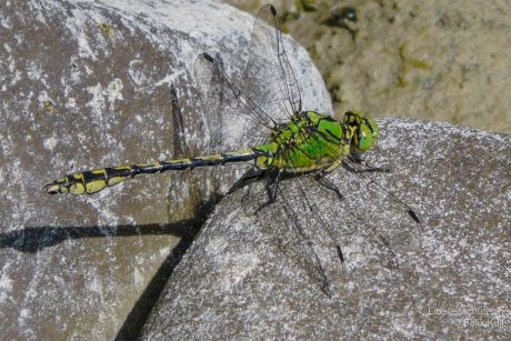 Ophiogomphus cecilia