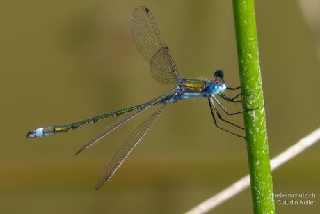 Lestes sponsa