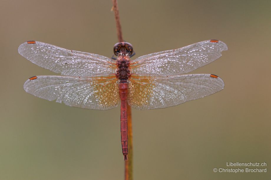 Sympetrum flaveolum