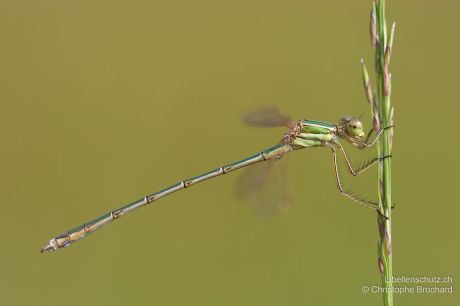 Lestes barbarus