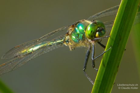 Somatochlora metallica