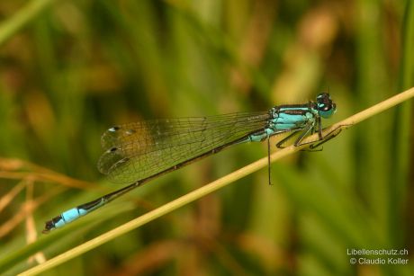 Ischnura elegans