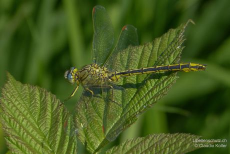 Gomphus pulchellus