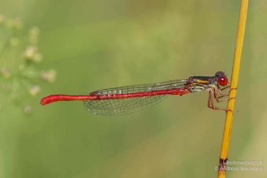 Ceriagrion tenellum