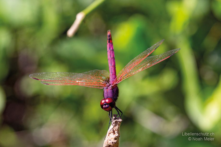 Trithemis annulata