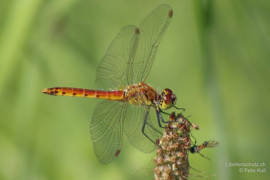 Sympetrum depressiusculum