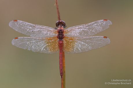 Sympetrum flaveolum