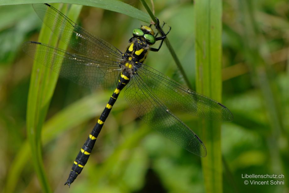 Cordulegaster bidentata