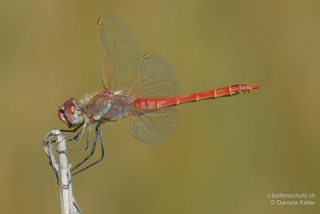 Sympetrum fonscolombii
