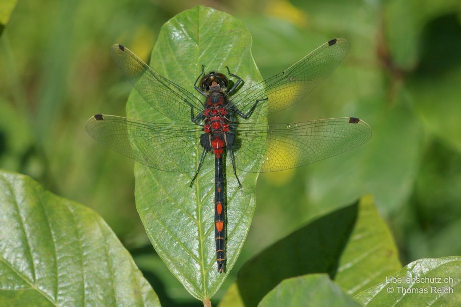 Leucorrhinia dubia