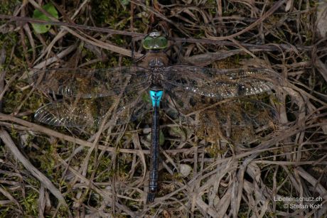 Anax parthenope