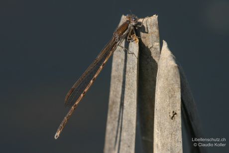 Sympecma fusca
