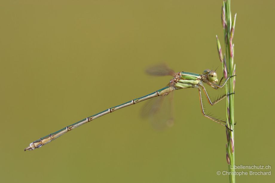 Lestes barbarus