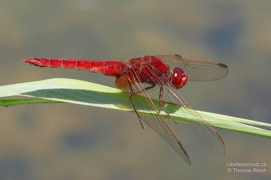 Crocothemis erythraea
