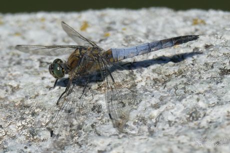 Orthetrum cancellatum