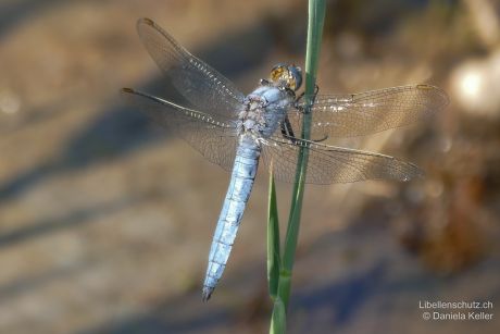 Orthetrum brunneum