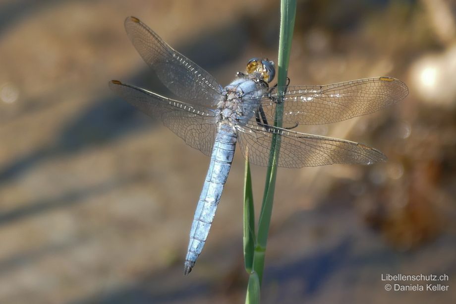 Orthetrum brunneum