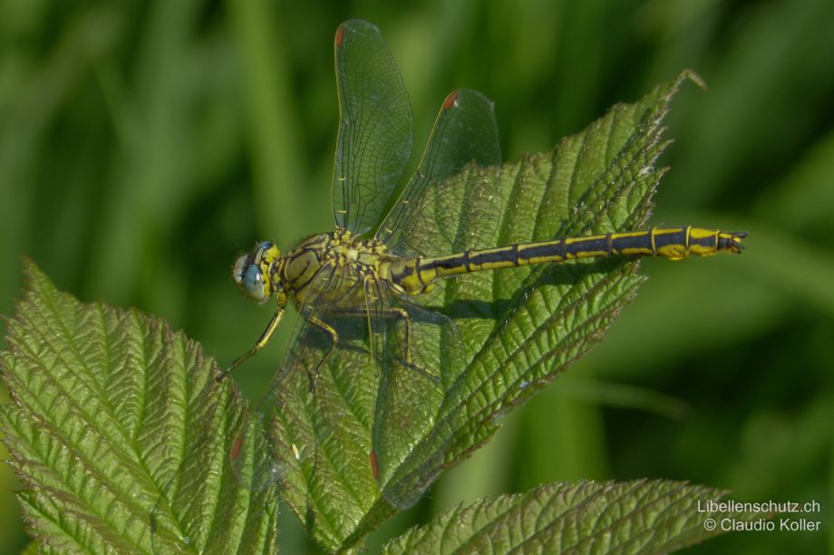 Gomphus pulchellus