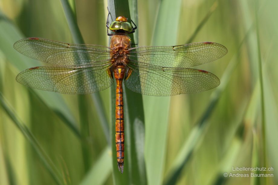 Isoaeschna isoceles