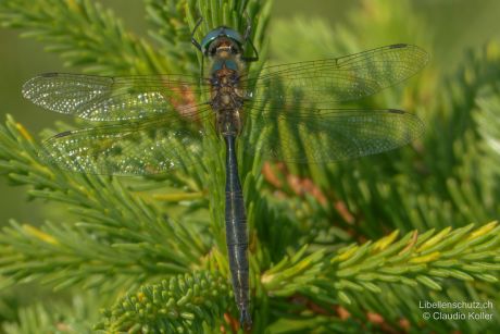 Somatochlora arctica