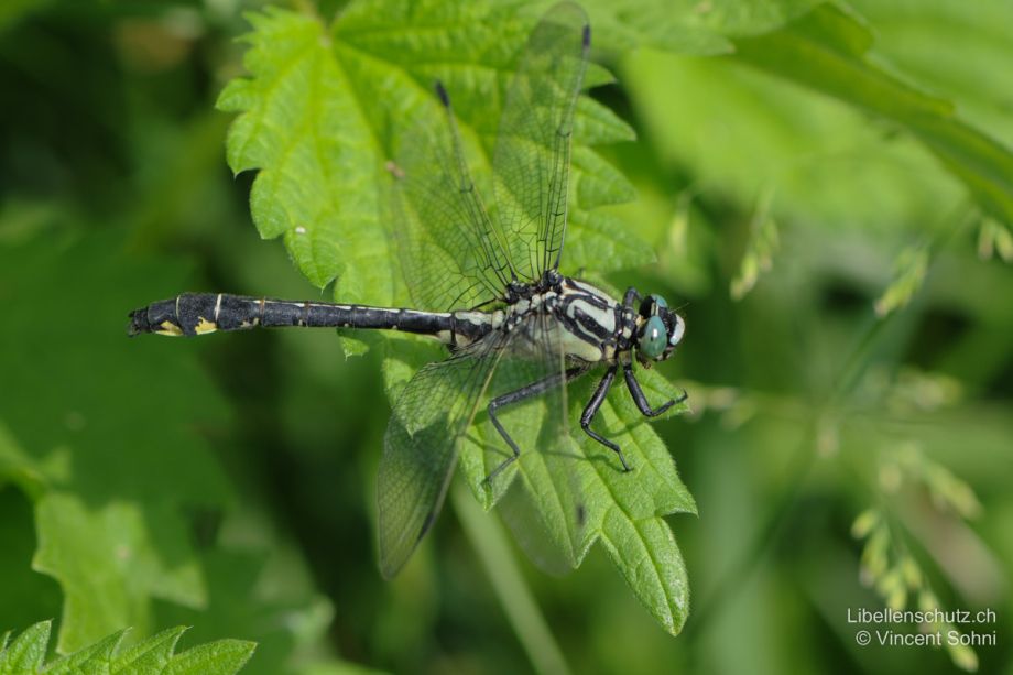 Gomphus vulgatissimus