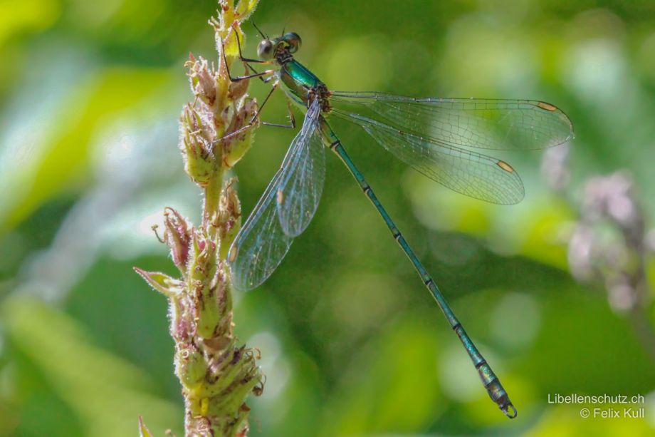 Chalcolestes viridis