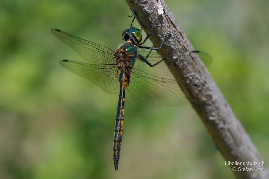 Somatochlora flavomaculata