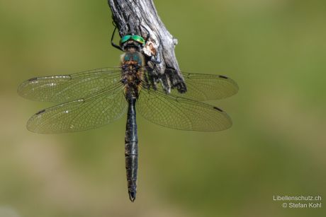 Somatochlora alpestris